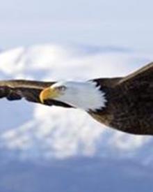 Avv. Maria Tiziana Nicosia - Avv. Maria Tiziana Nicosia -