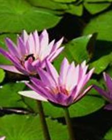 Avv. Mirella Marchione - Sora, FR