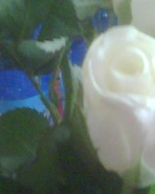 Avv. Patrizia Rocci - Torino, TO Avv. Patrizia Rocci - Torino, TO