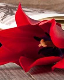 Avv. Claudia Lantieri - Milano, MI Avv. Claudia Lantieri - Milano, MI